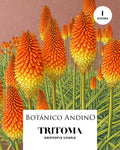 Tritoma