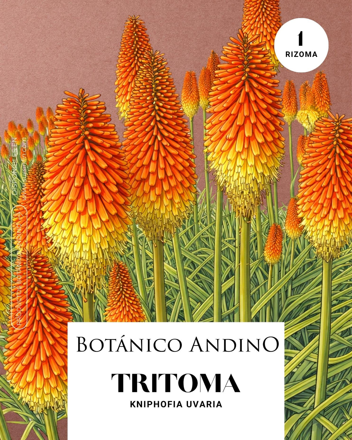 Tritoma
