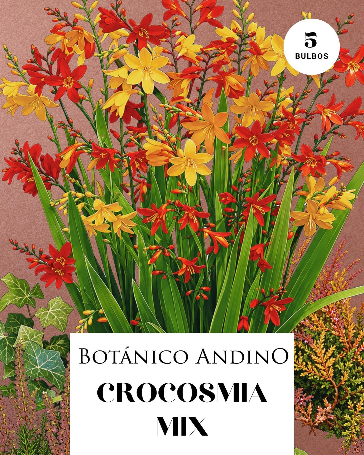 Crocosmia mix (x5 bulbos)