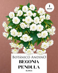 Begonia pendula blanca | 1 Bulbo premium