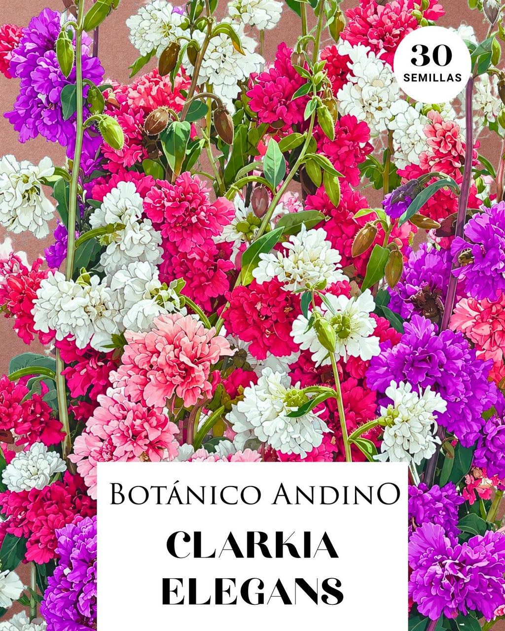 Clarkia elegans