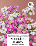 Alelí de maon