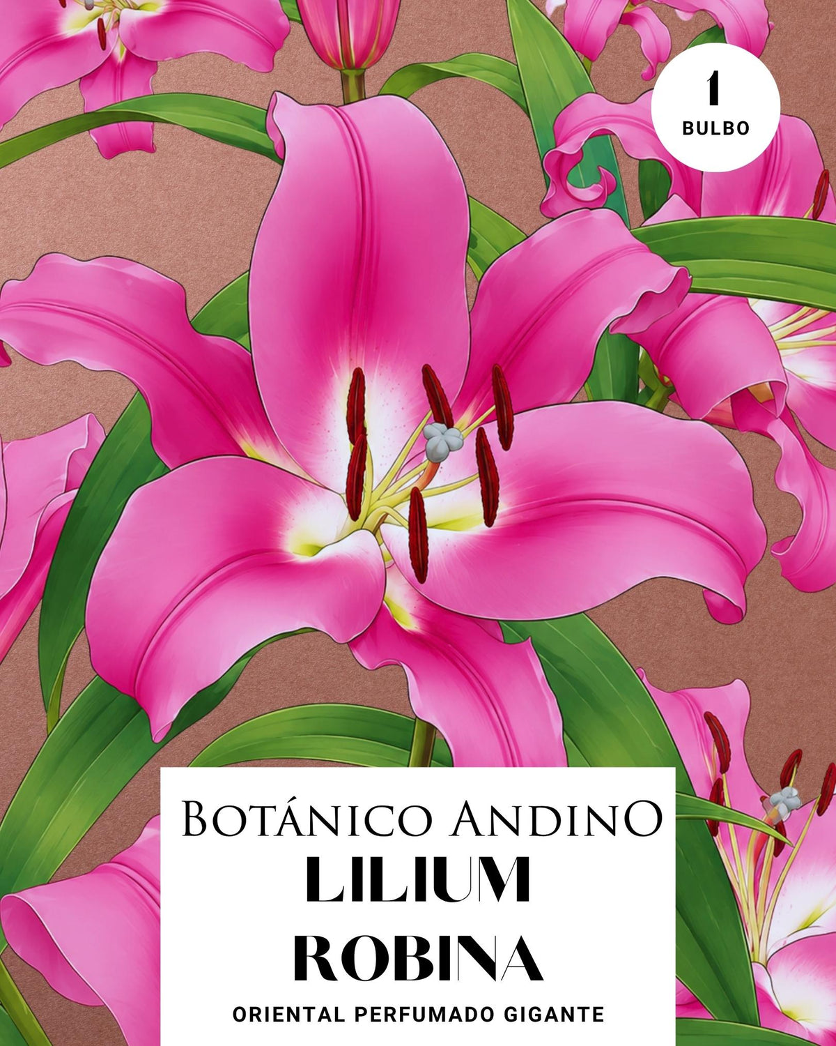 Lilium oriental | ROBINA (1 bulbo)