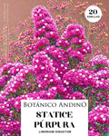 Statice púrpura