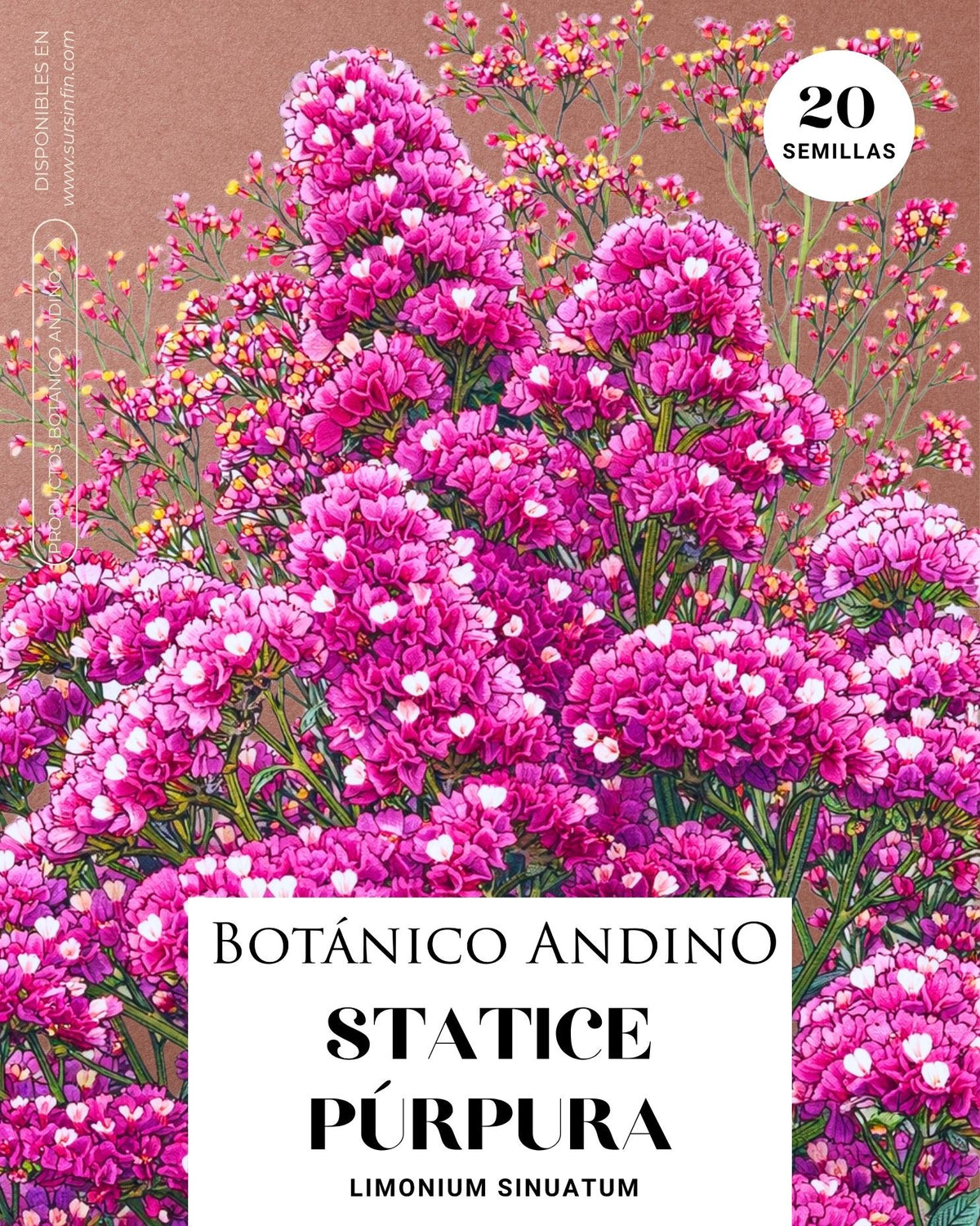 Statice púrpura