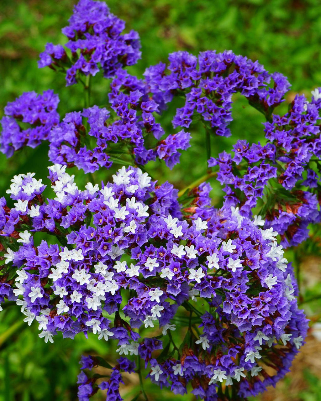 Statice azul