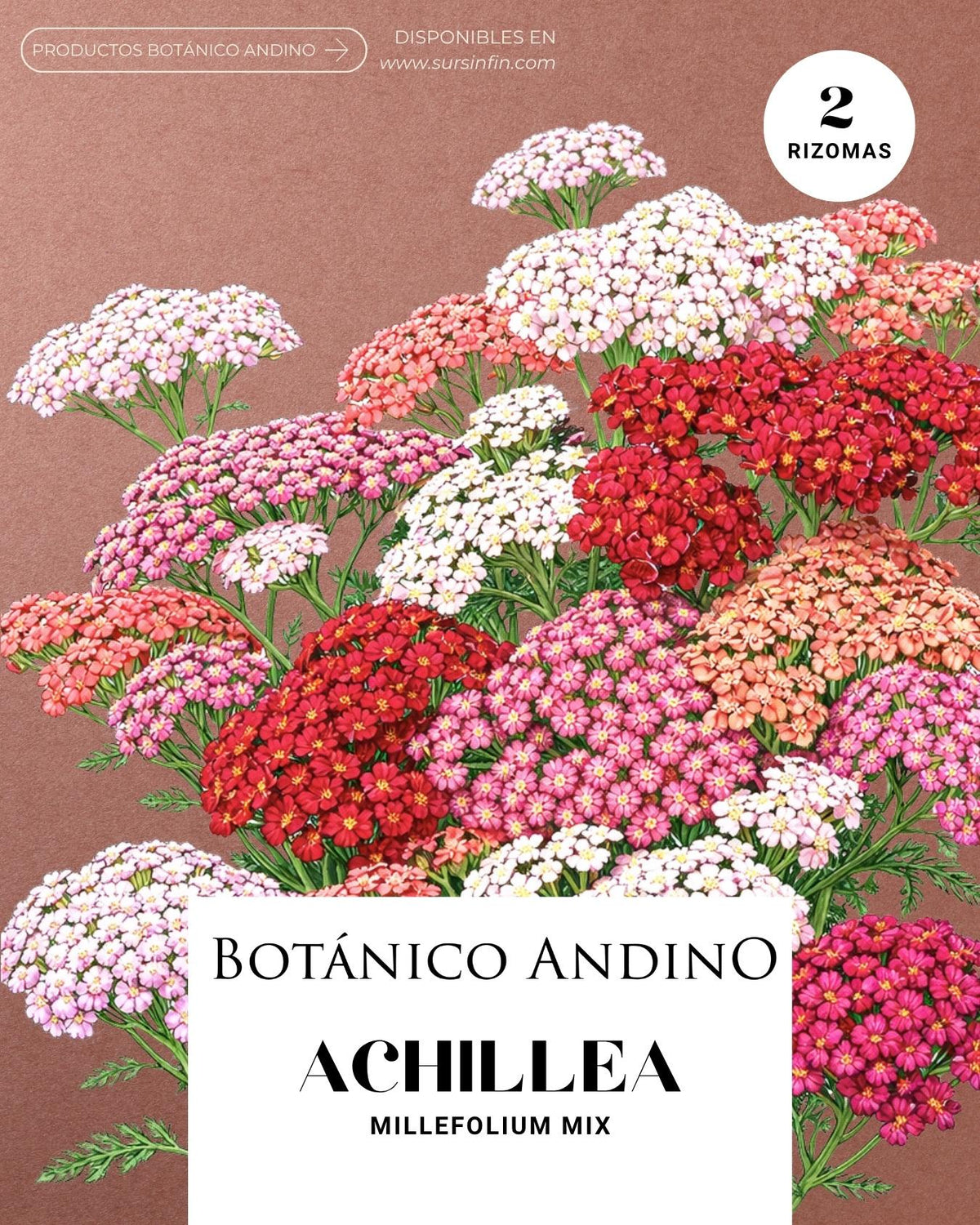 Achillea Millenfolium Mix