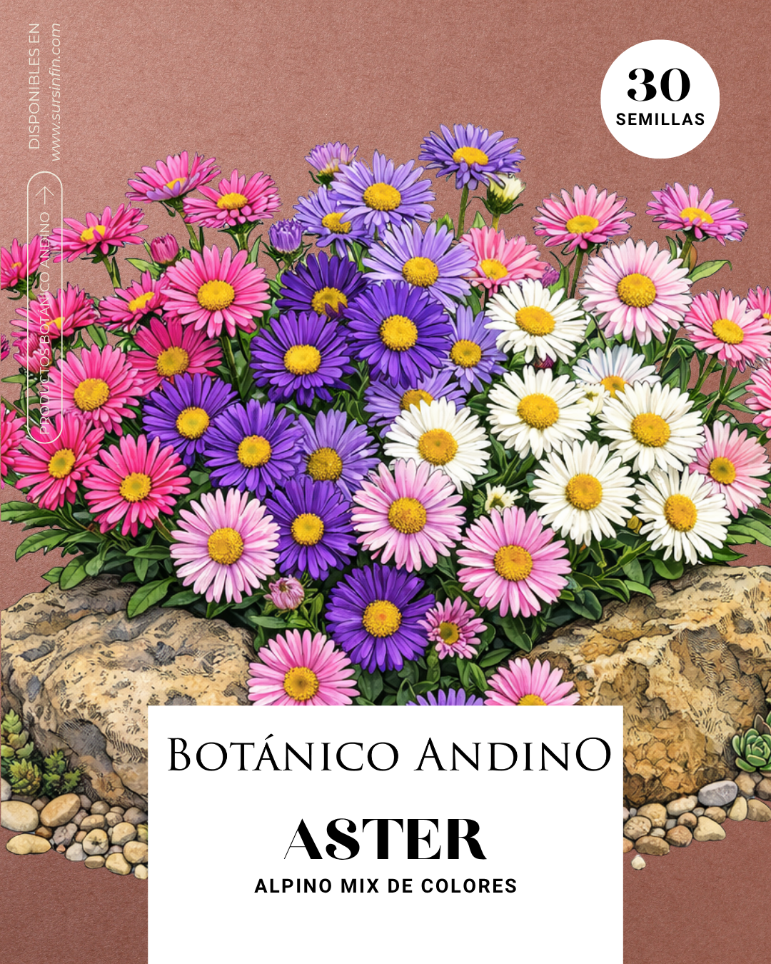 Aster alpino mix