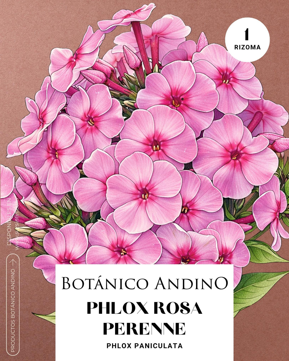 Phlox paniculata rosado