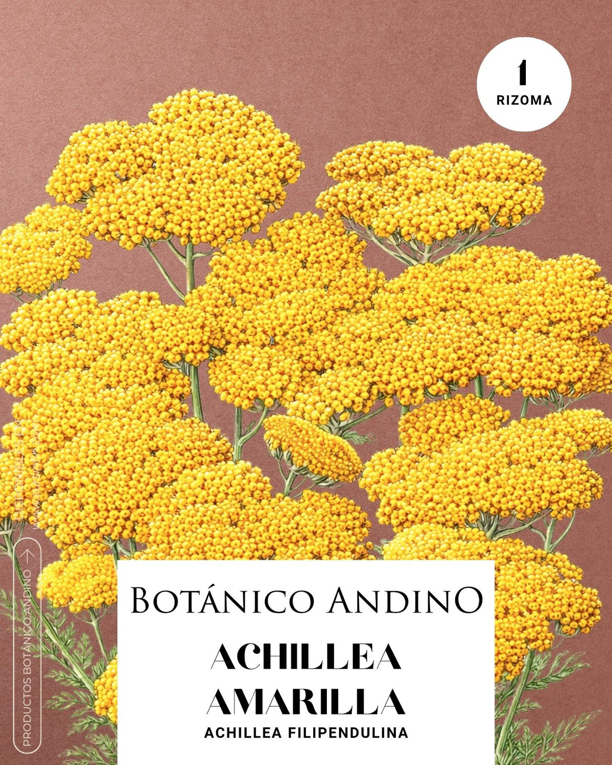 Achillea filipendulina (1 rizoma)