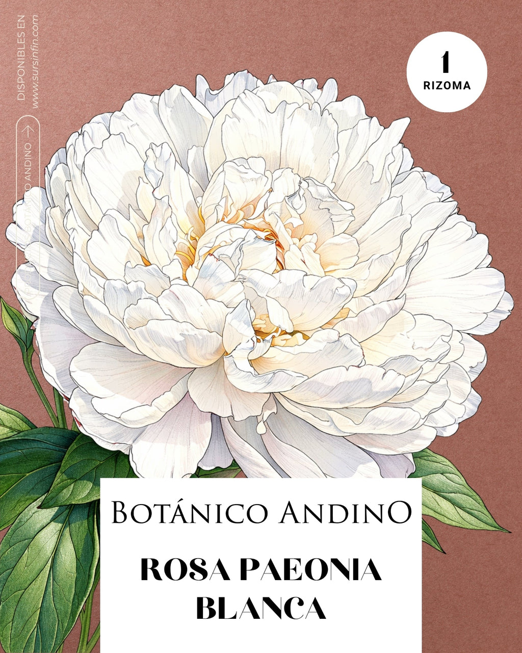 Rosa Paeonia blanca
