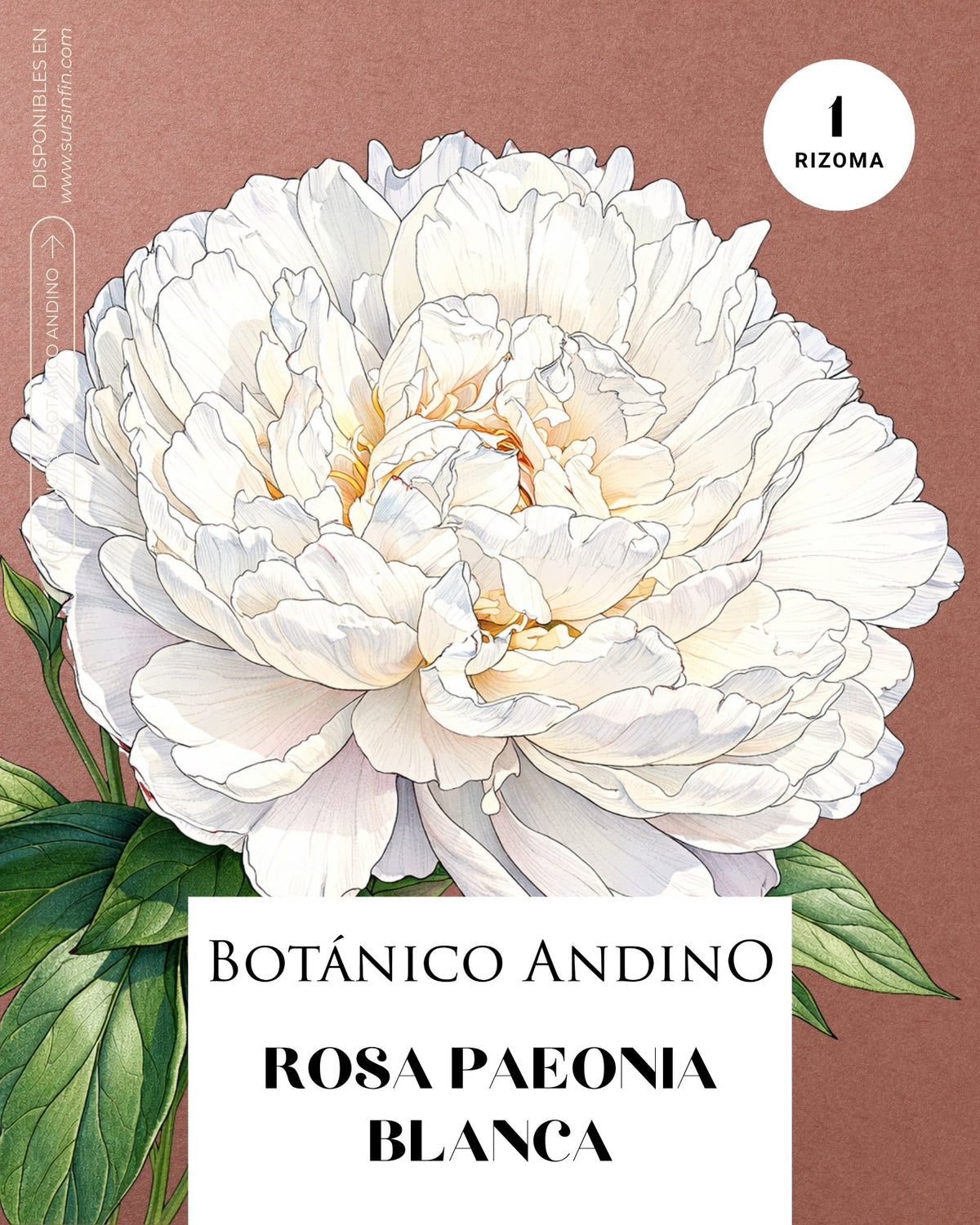 Rosa Paeonia blanca