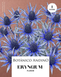 Eryngium alpino x 1 rizoma