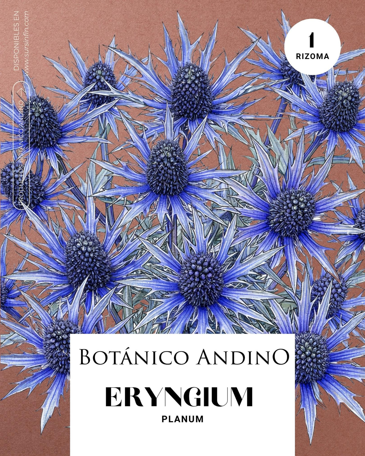 Eryngium alpino x 1 rizoma