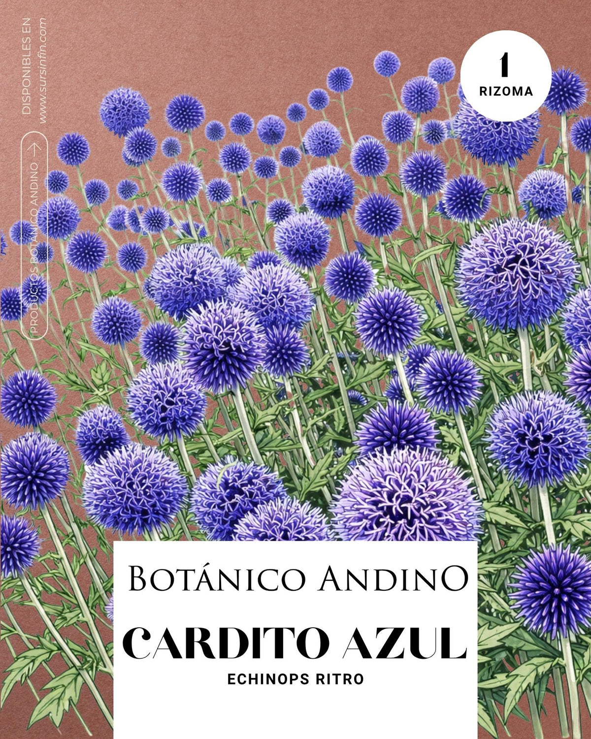 Echinops x 1 rizoma