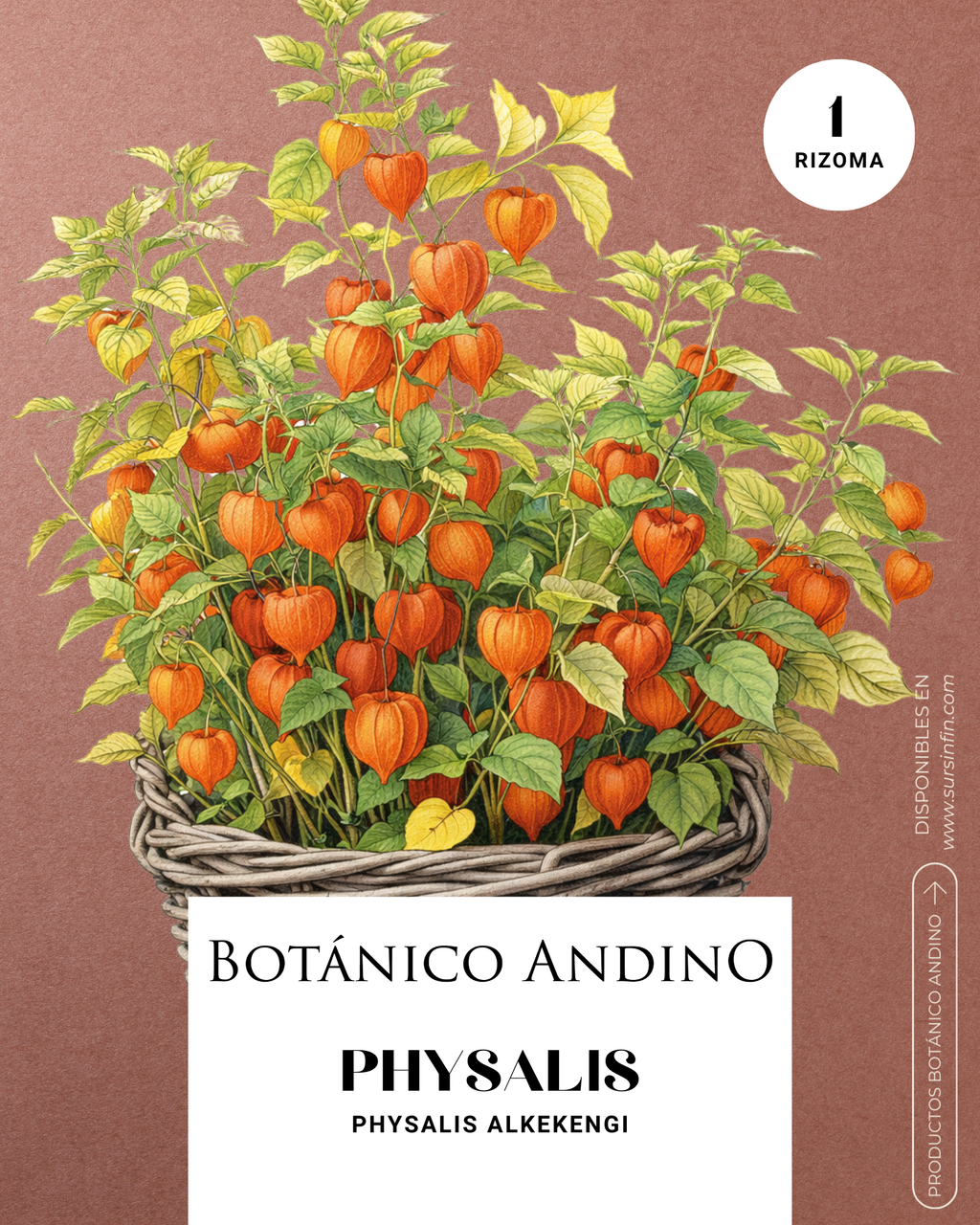 Physalis alkekengi naranja