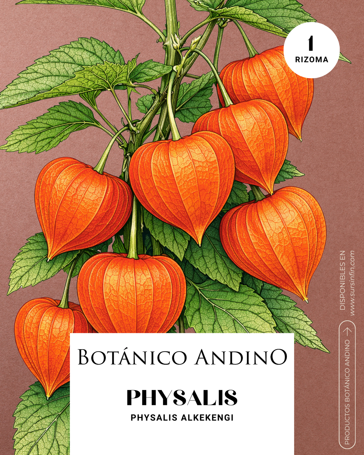 Physalis alkekengi naranja