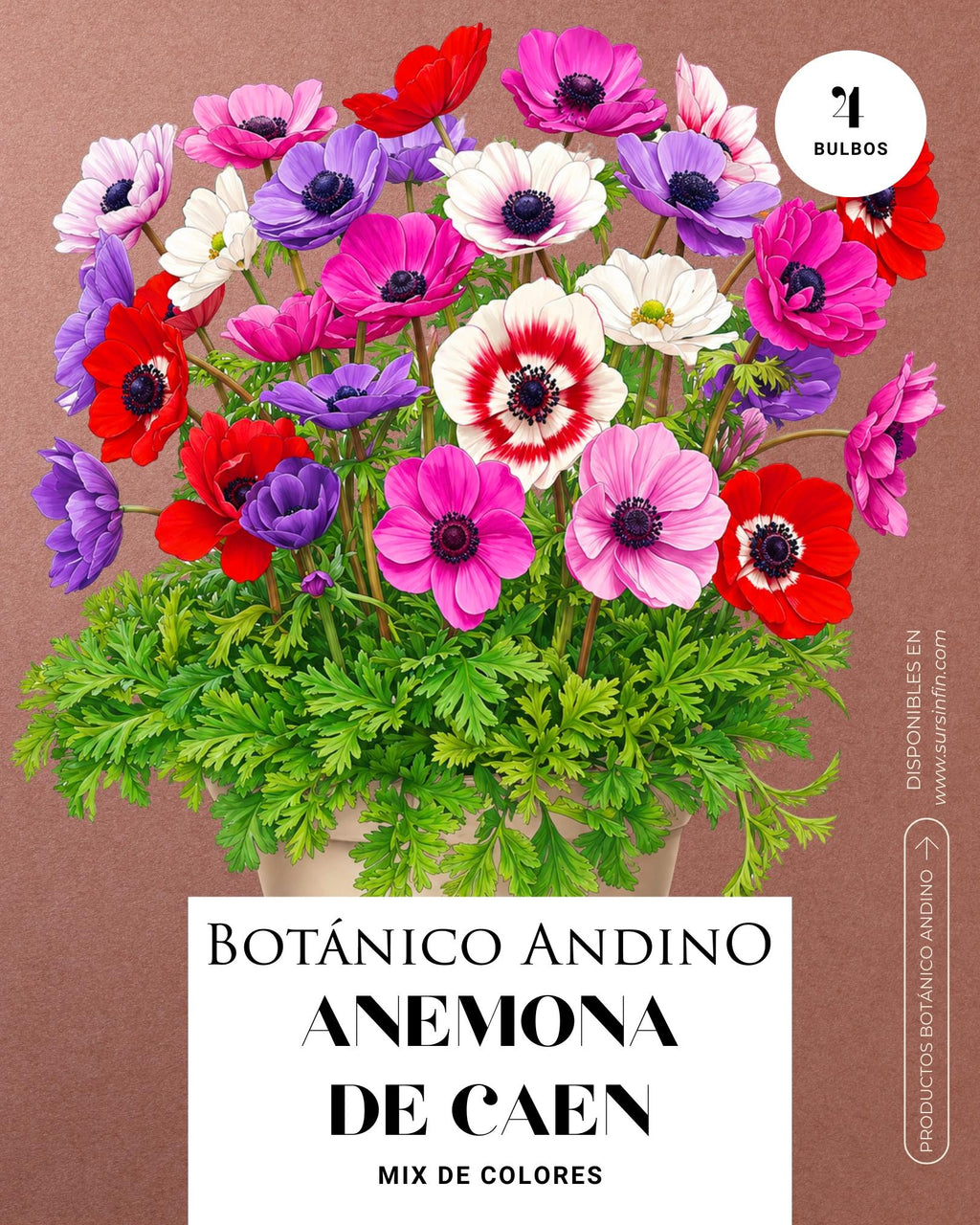 Anemona de caen mix (4 Bulbos)