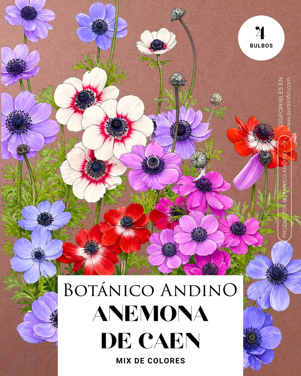 Anemona de caen mix (4 Bulbos)