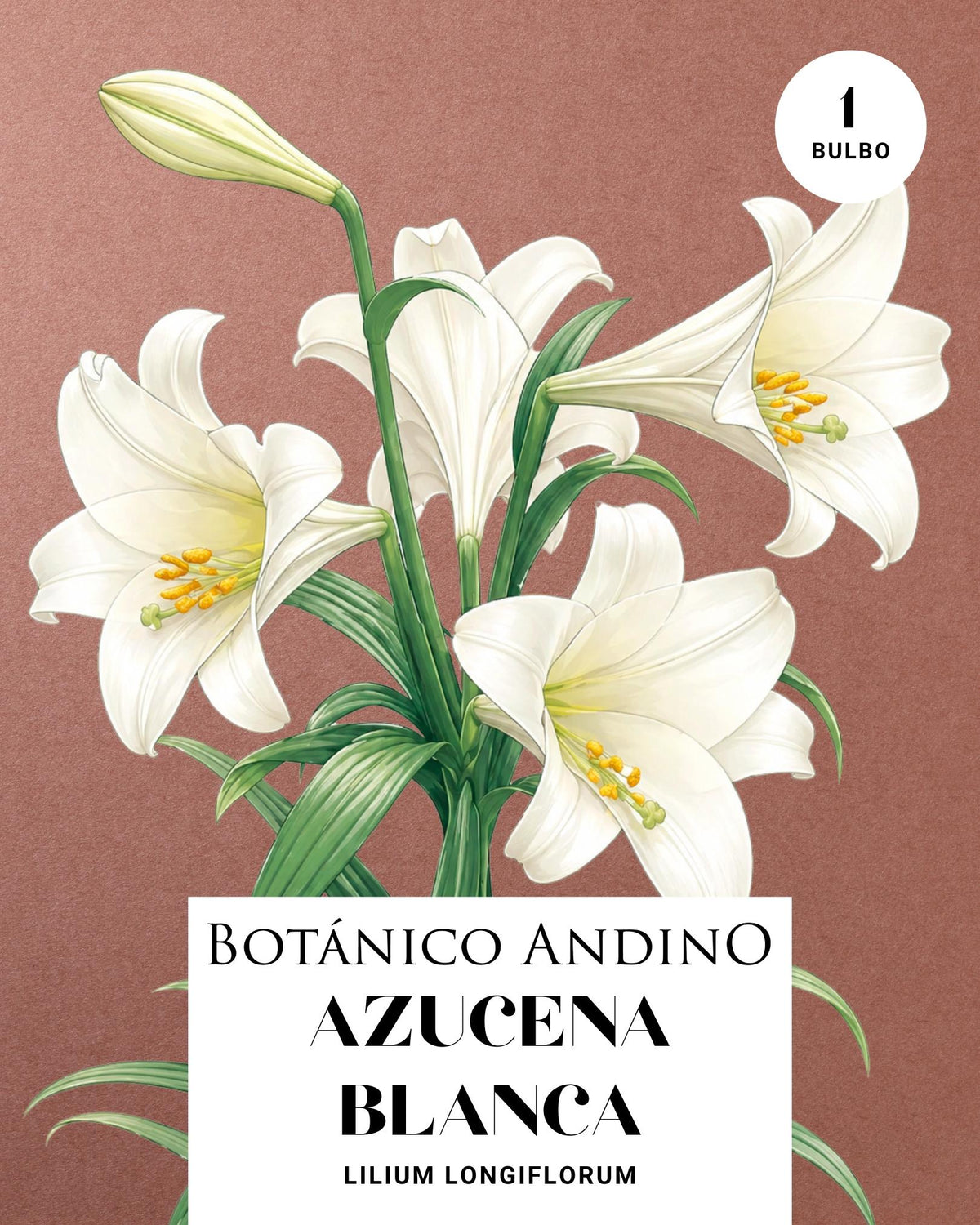 AZUCENA BLANCA (1 Bulbo)