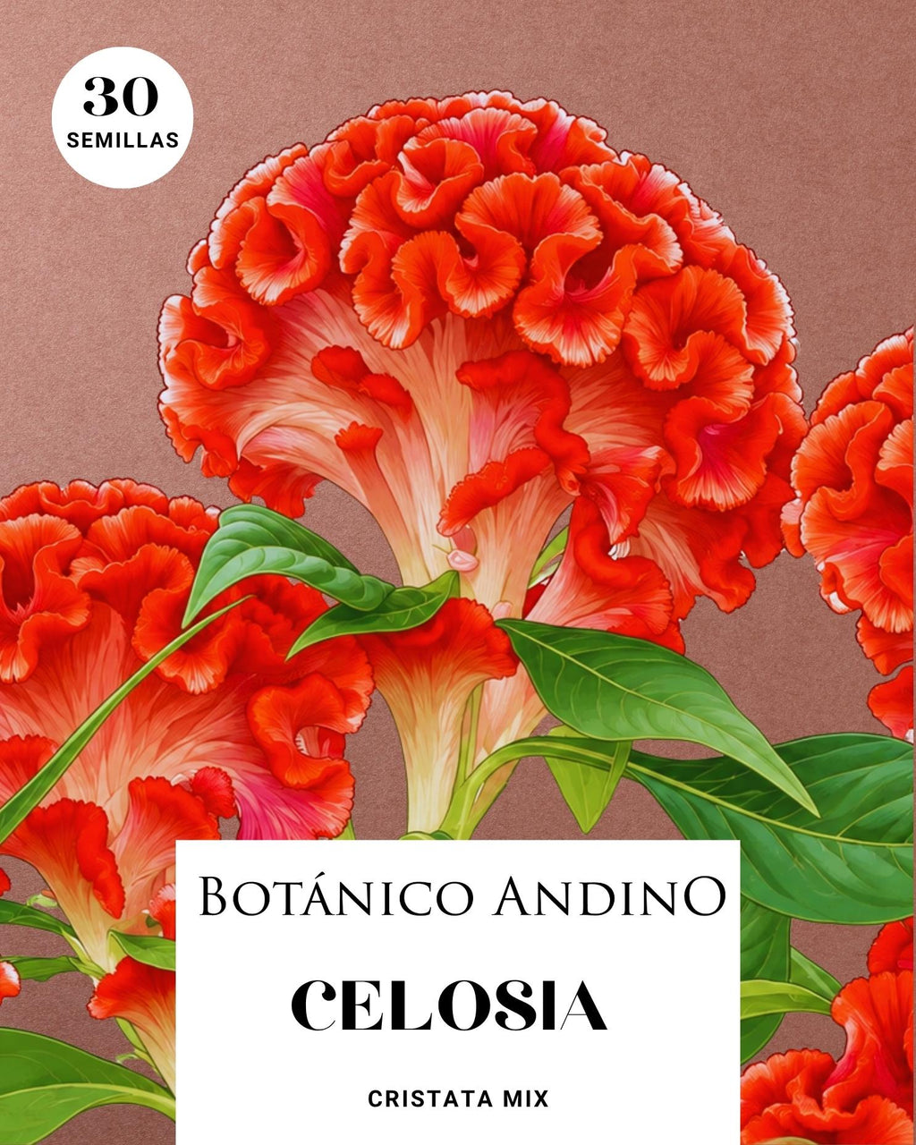 Celosía cristata | 30 semillas