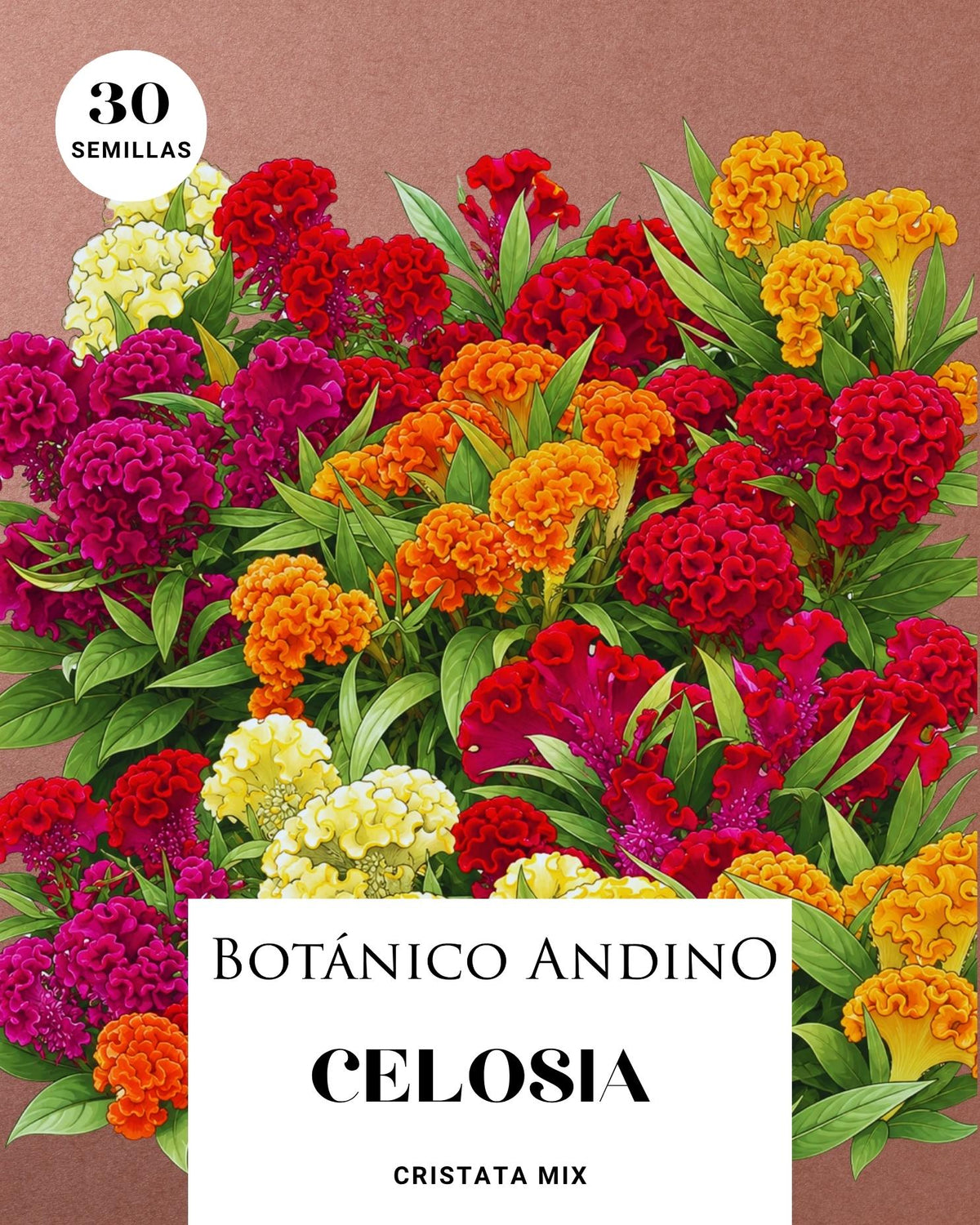 Celosía cristata | 30 semillas