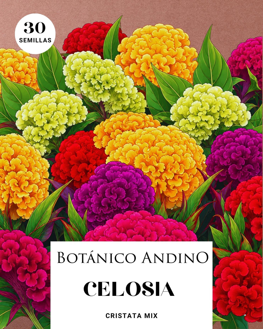Celosía cristata | 30 semillas