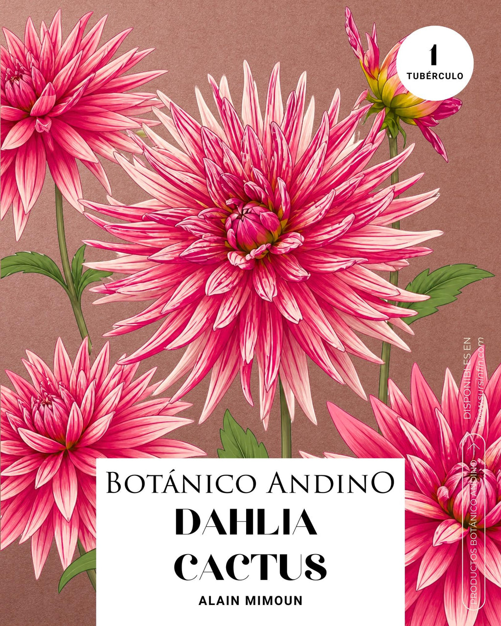 Dahlia Cactus | ALAIN MIMOUN (1 tubérculo)