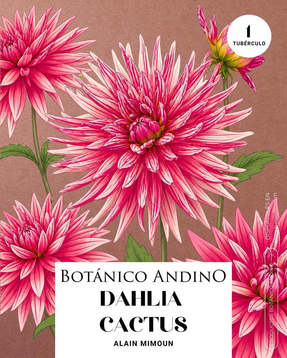 Dahlia Cactus | ALAIN MIMOUN (1 tubérculo)