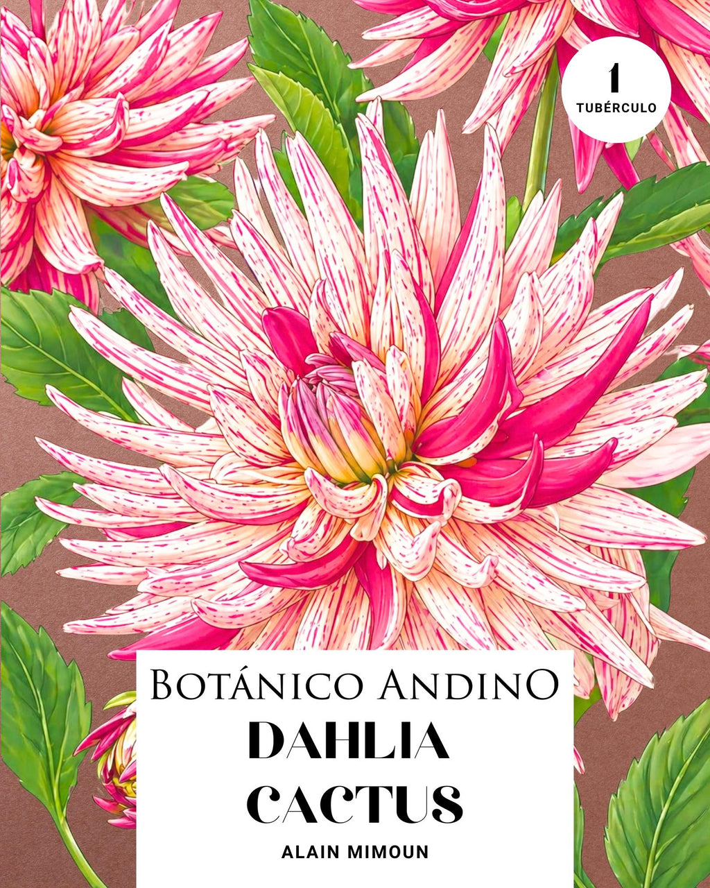 Dahlia Cactus | ALAIN MIMOUN (1 tubérculo)