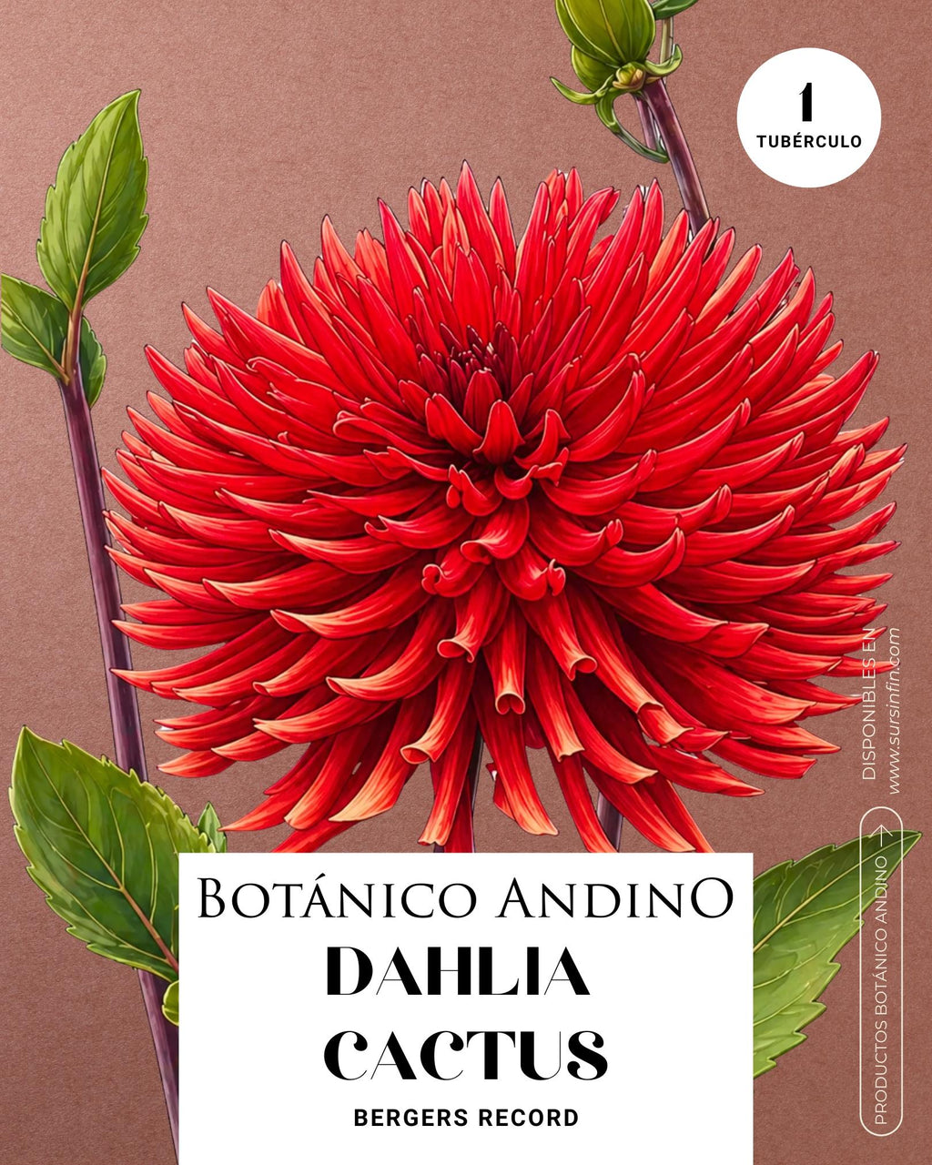 Dahlia Cactus | BERGERS RECORD (1 tubérculo)