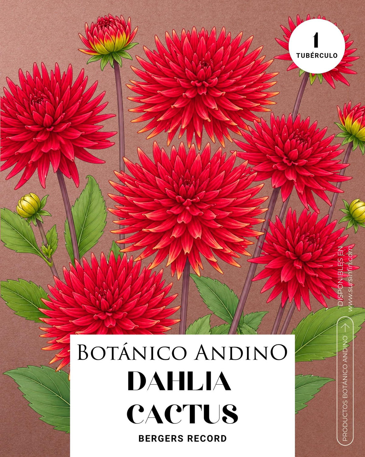 Dahlia Cactus | BERGERS RECORD (1 tubérculo)