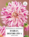 Dahlia Decorativa |  BRISTOL STRIPE