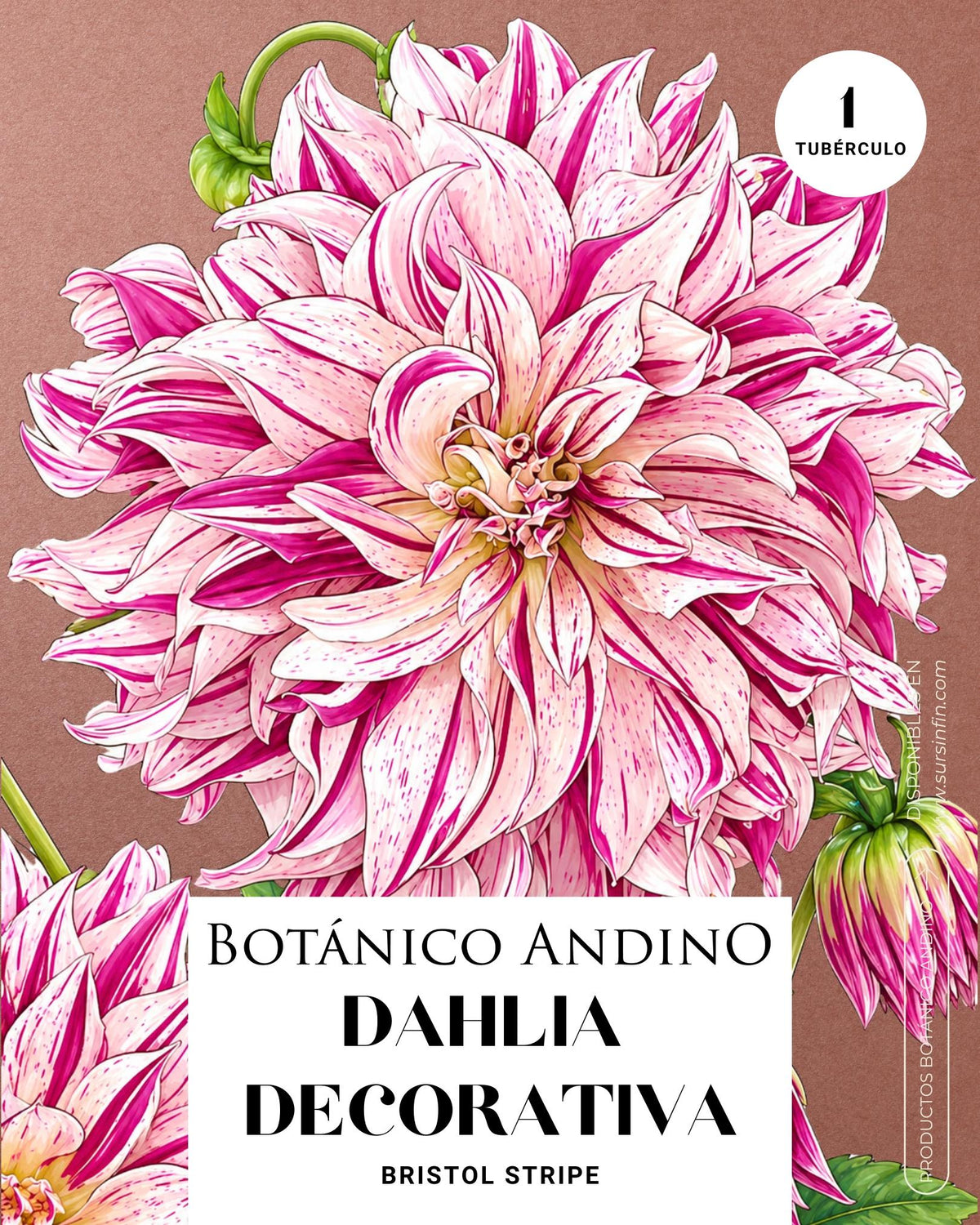 Dahlia Decorativa |  BRISTOL STRIPE