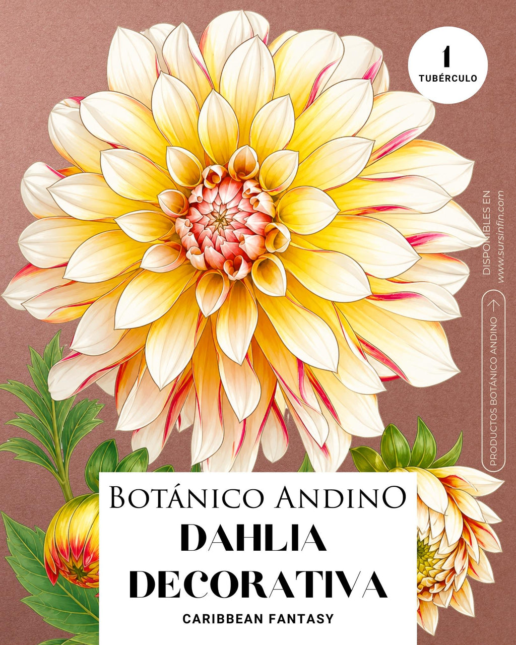 Dahlia Decorativa | CARIBBEAN FANTASY