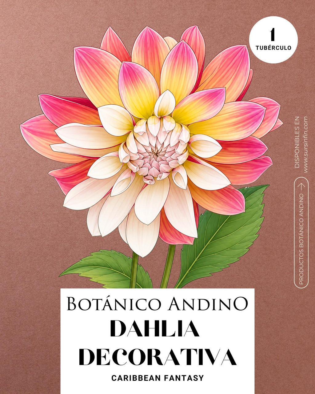Dahlia Decorativa | CARIBBEAN FANTASY