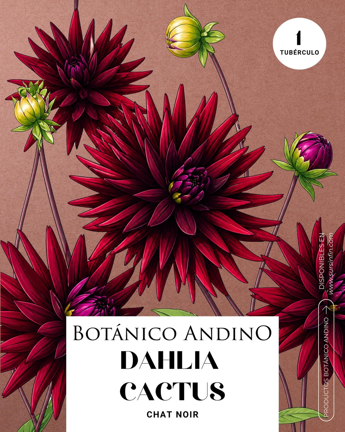 Dahlia Cactus | CHAT NOIR (1 tubérculo)