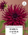 Dahlia Cactus | CHAT NOIR (1 tubérculo)