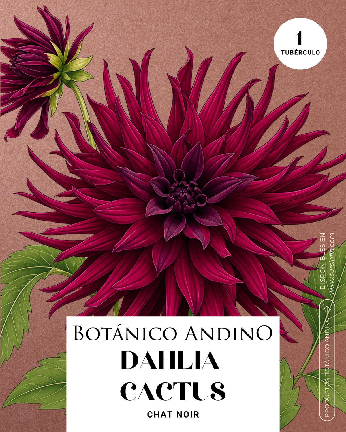 Dahlia Cactus | CHAT NOIR (1 tubérculo)