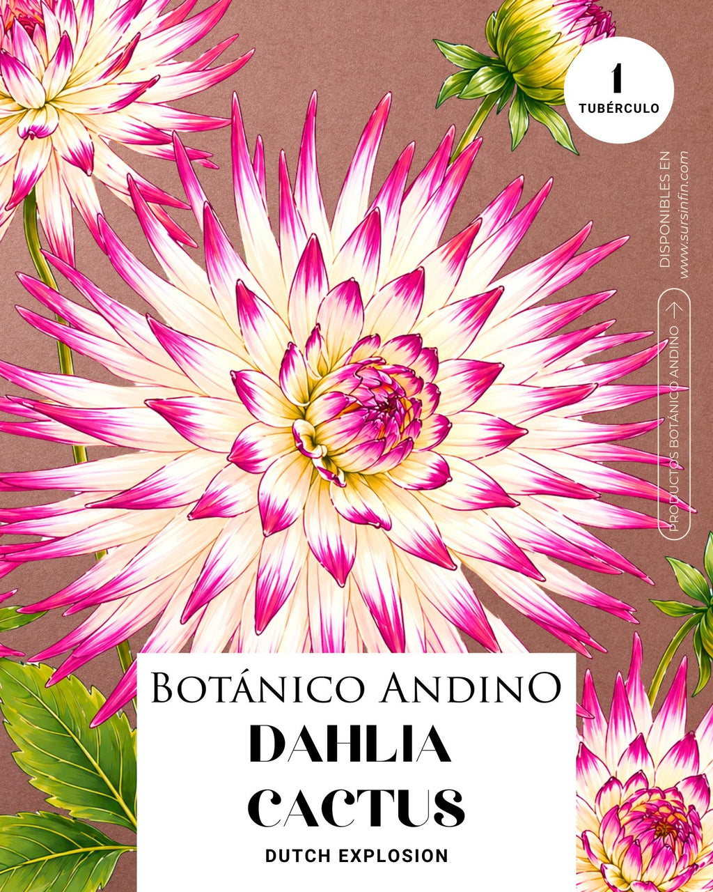 Dahlia Cactus | DUCH EXPLOSION (1 tubérculo)