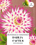 Dahlia Cactus | DUCH EXPLOSION (1 tubérculo)