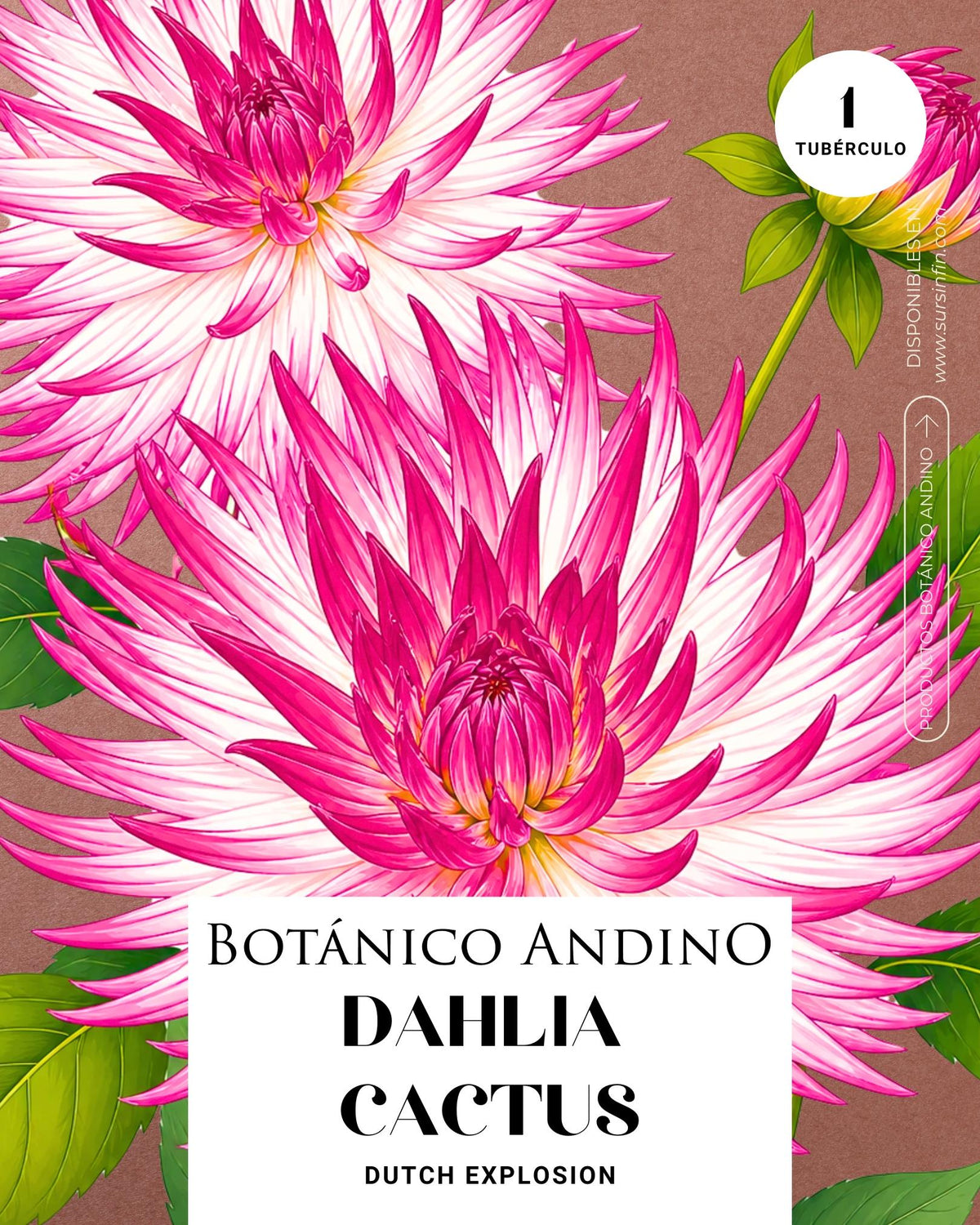 Dahlia Cactus | DUCH EXPLOSION (1 tubérculo)