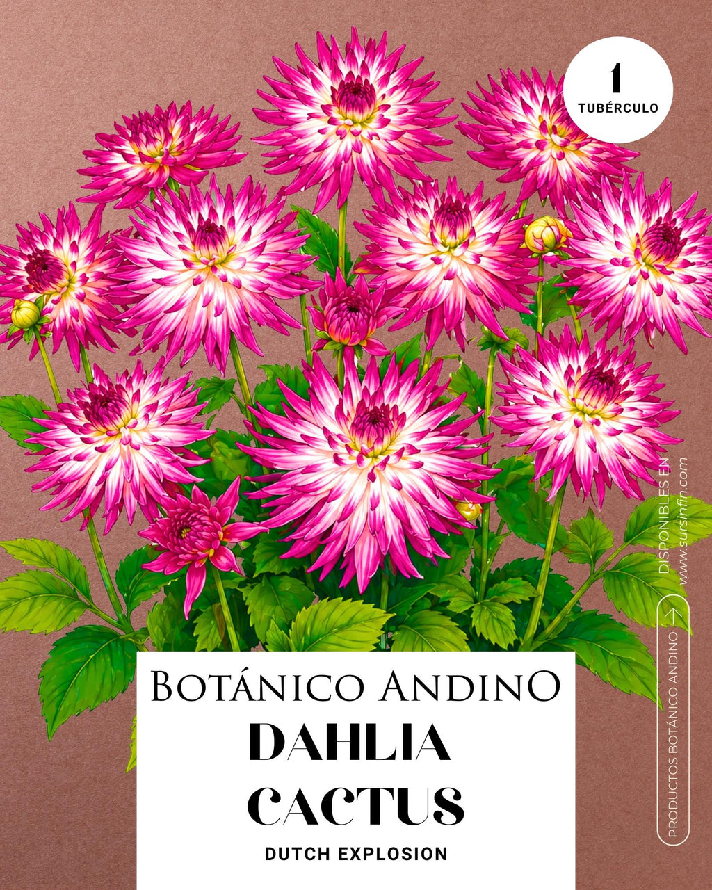 Dahlia Cactus | DUCH EXPLOSION (1 tubérculo)