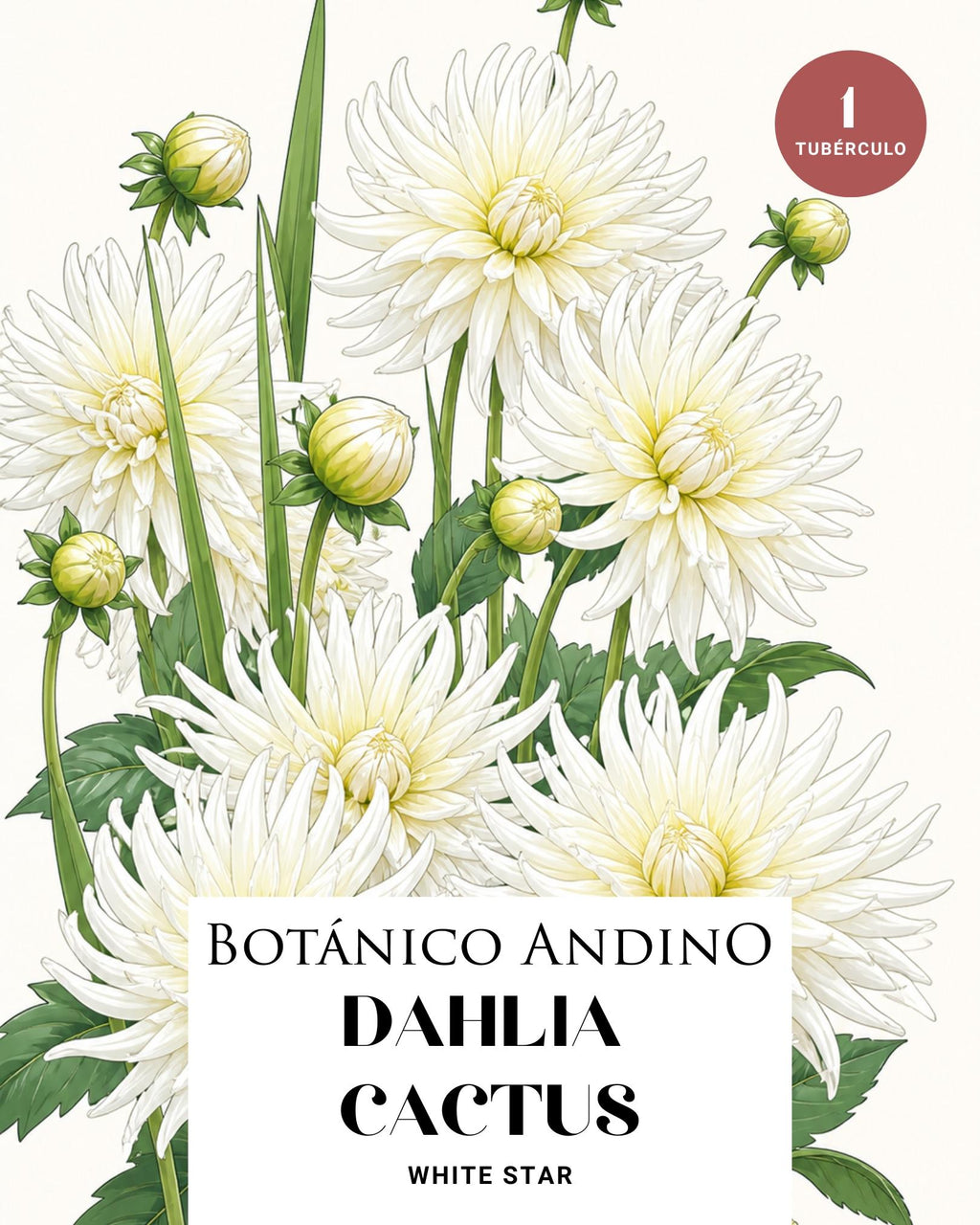 Dahlia Cactus |  WHITE STAR