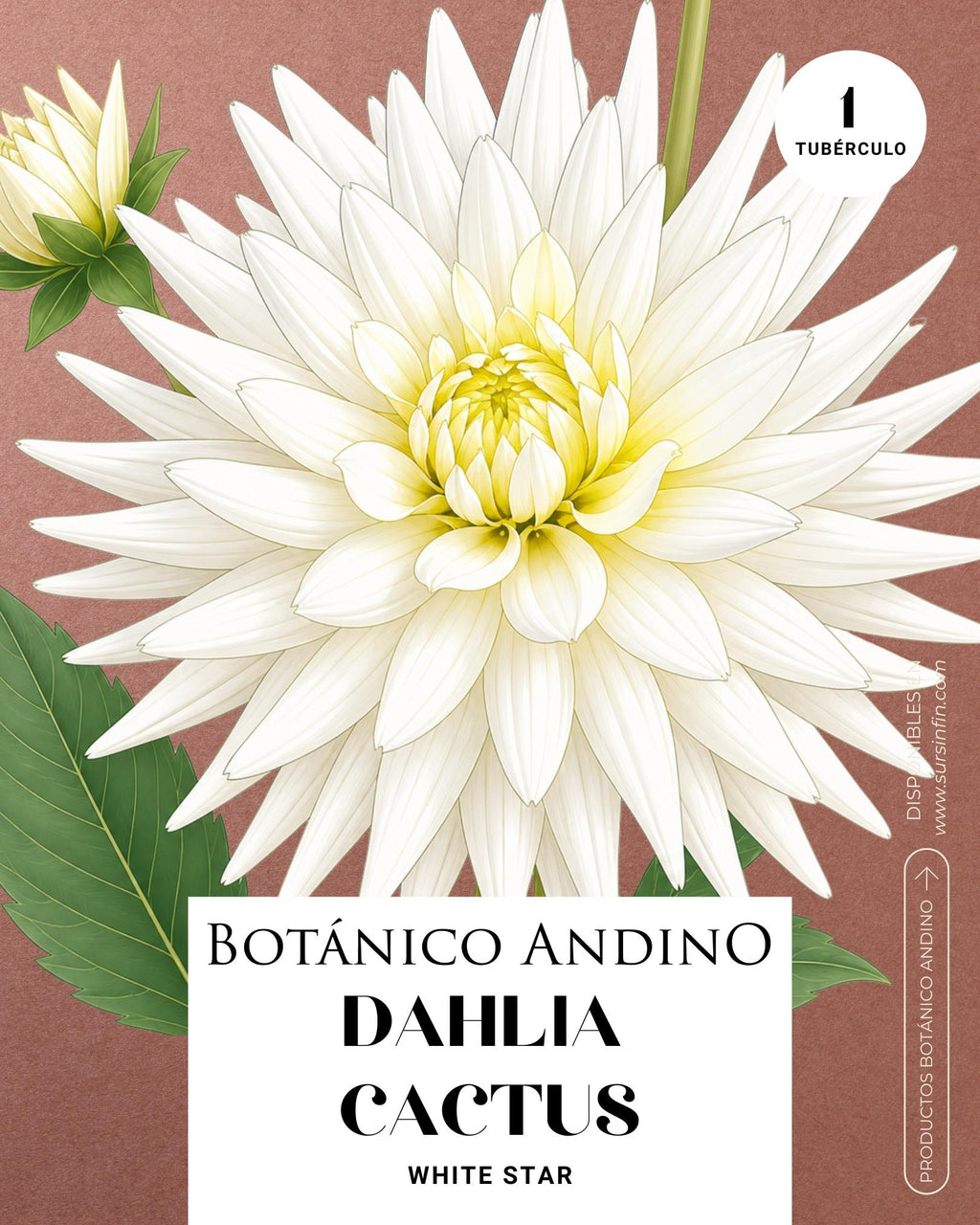 Dahlia Cactus |  WHITE STAR