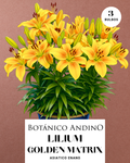 LILIUM ASIATICO | GOLDEN MATRIX (X 3 Bulbos super!)