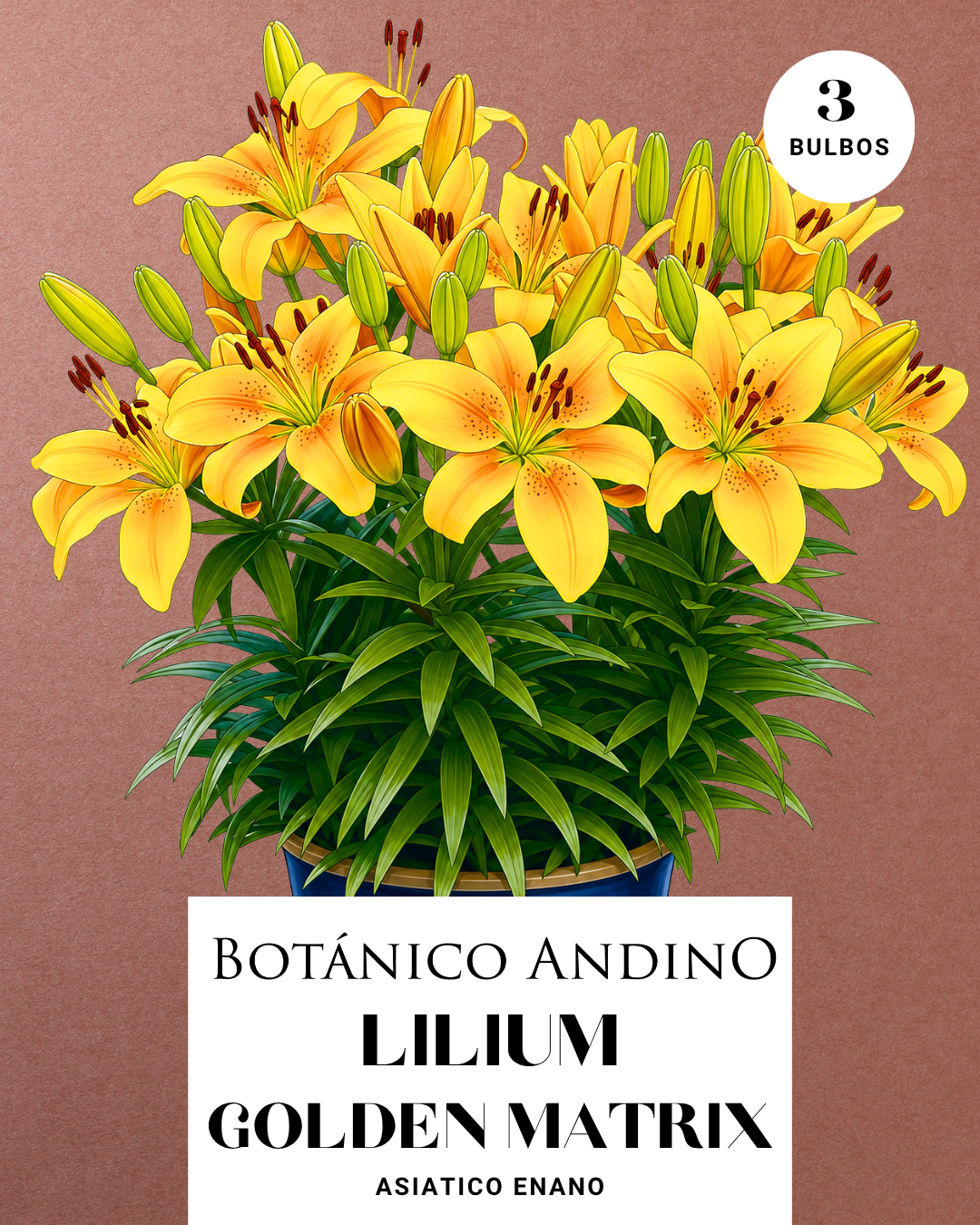 LILIUM ASIATICO | GOLDEN MATRIX (X 3 Bulbos super!)