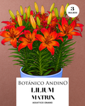 LILIUM ASIATICO | MATRIX (X 3 Bulbos super!)