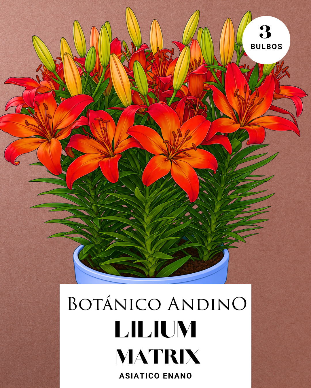 LILIUM ASIATICO | MATRIX (X 3 Bulbos super!)