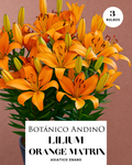 LILIUM ASIATICO | ORANGE MATRIX (X 3 Bulbos super!)